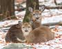 Mom & Baby Deer in Wayne County Pa