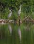 Great Blue Heron in the Lakes of Wayne County