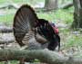 Wild Turkey in the Pocono Mountains