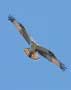 Bird of Prey in Wayne County Poconos