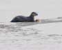 River Otter on the Delaware River