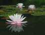 Water Lilly on Lake Lacawac Wayne County