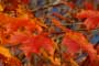 Autumn in Wayne County Pa